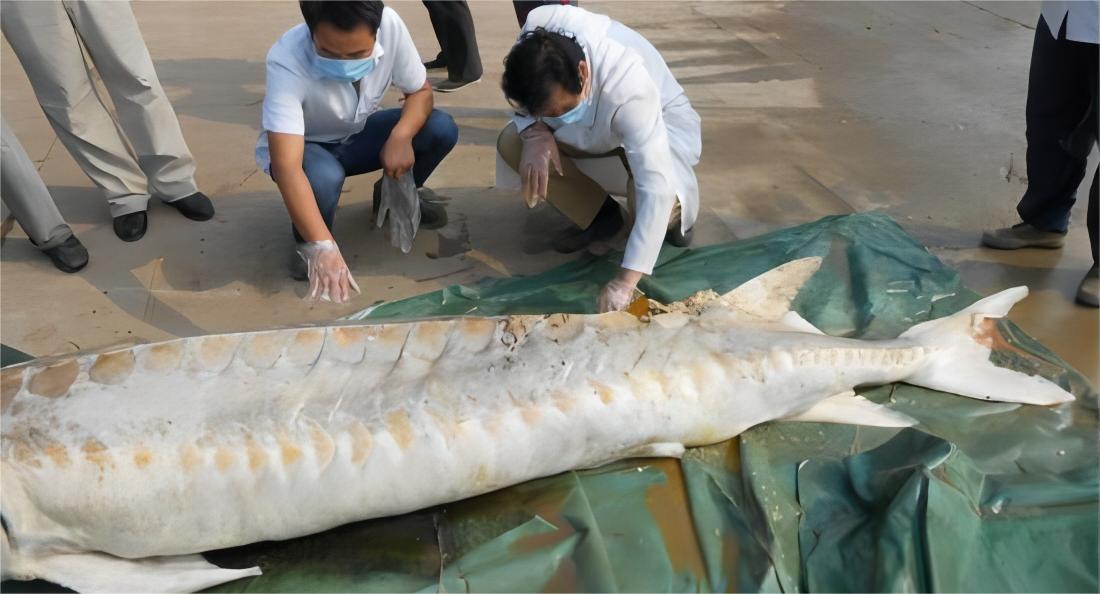 长江十年禁渔为什么鱼越来越少,长江十年禁渔后鱼怎么变多了