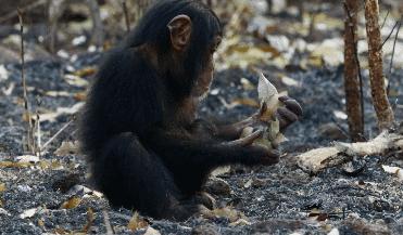 提高认知增长知识的高分纪录片,孩子必看的5部纪录片
