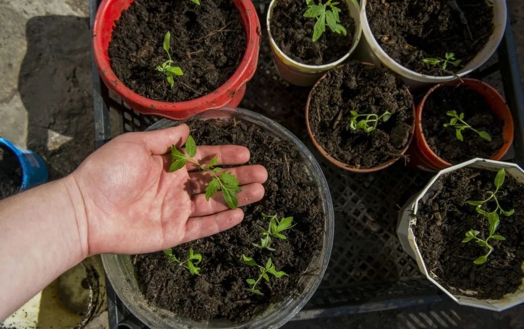 一根枝条扦插生根,随便一根枝条便能扦插成活