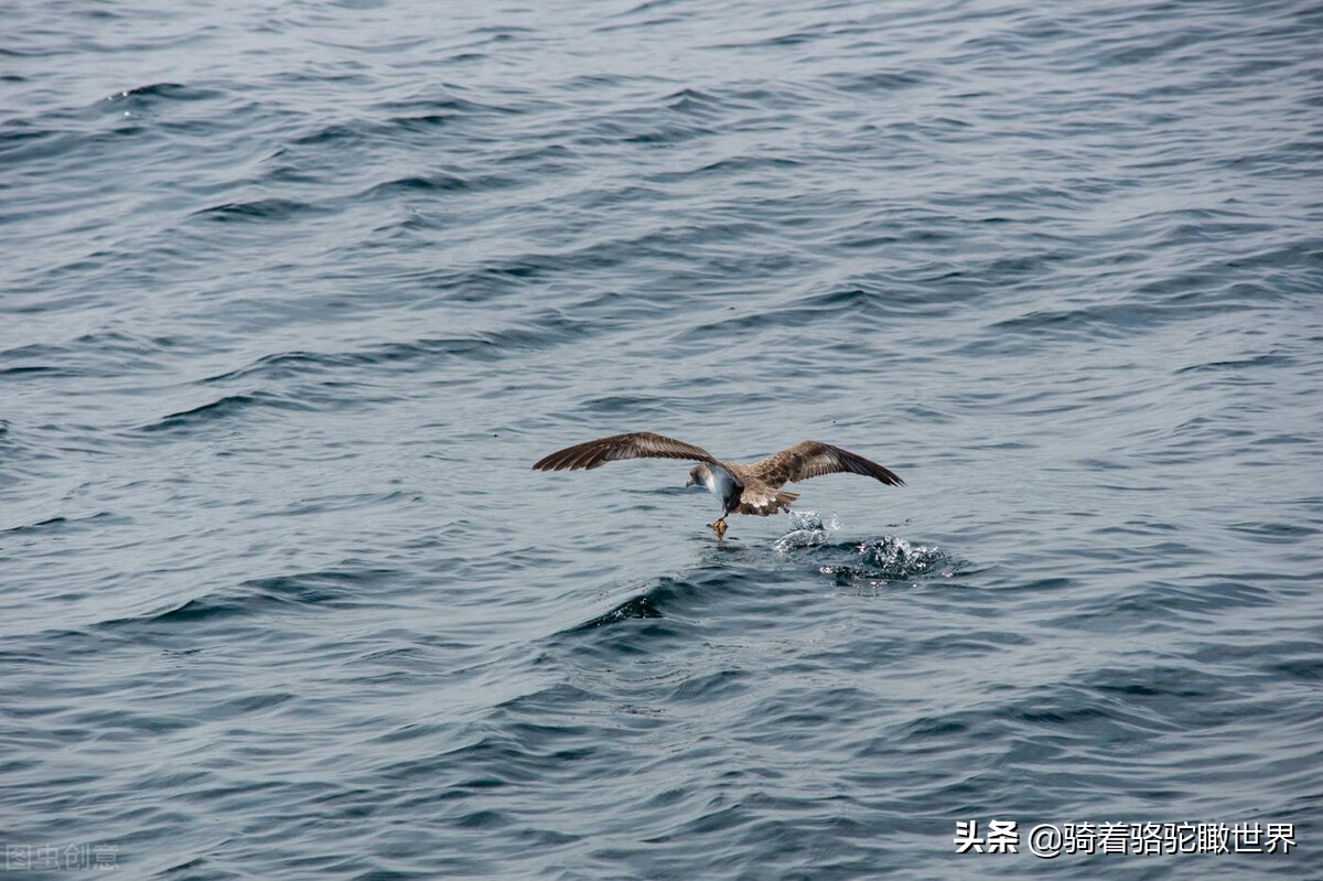 厦门彩虹沙滩哪一段赶海最好,黄金海岸赶海拾贝最佳地点
