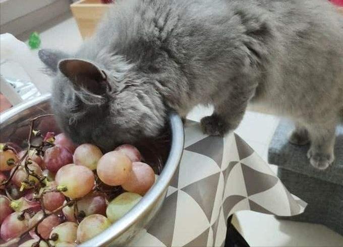 养猫的忠告视频大全,养猫必知哪些食物不能给猫咪吃