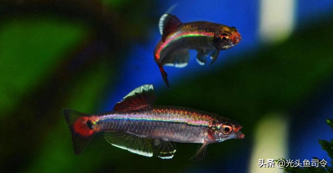 钓鱼钓到保护鱼种放了违法吗,钓鱼犯法的鱼类有哪些种类