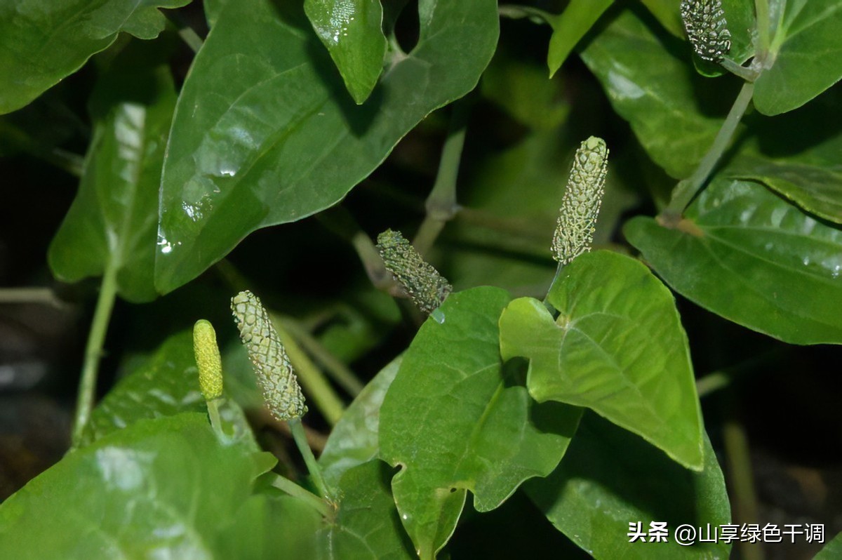 香料中荜拨搭配胡椒的使用方法,荜拨作为香料怎么用