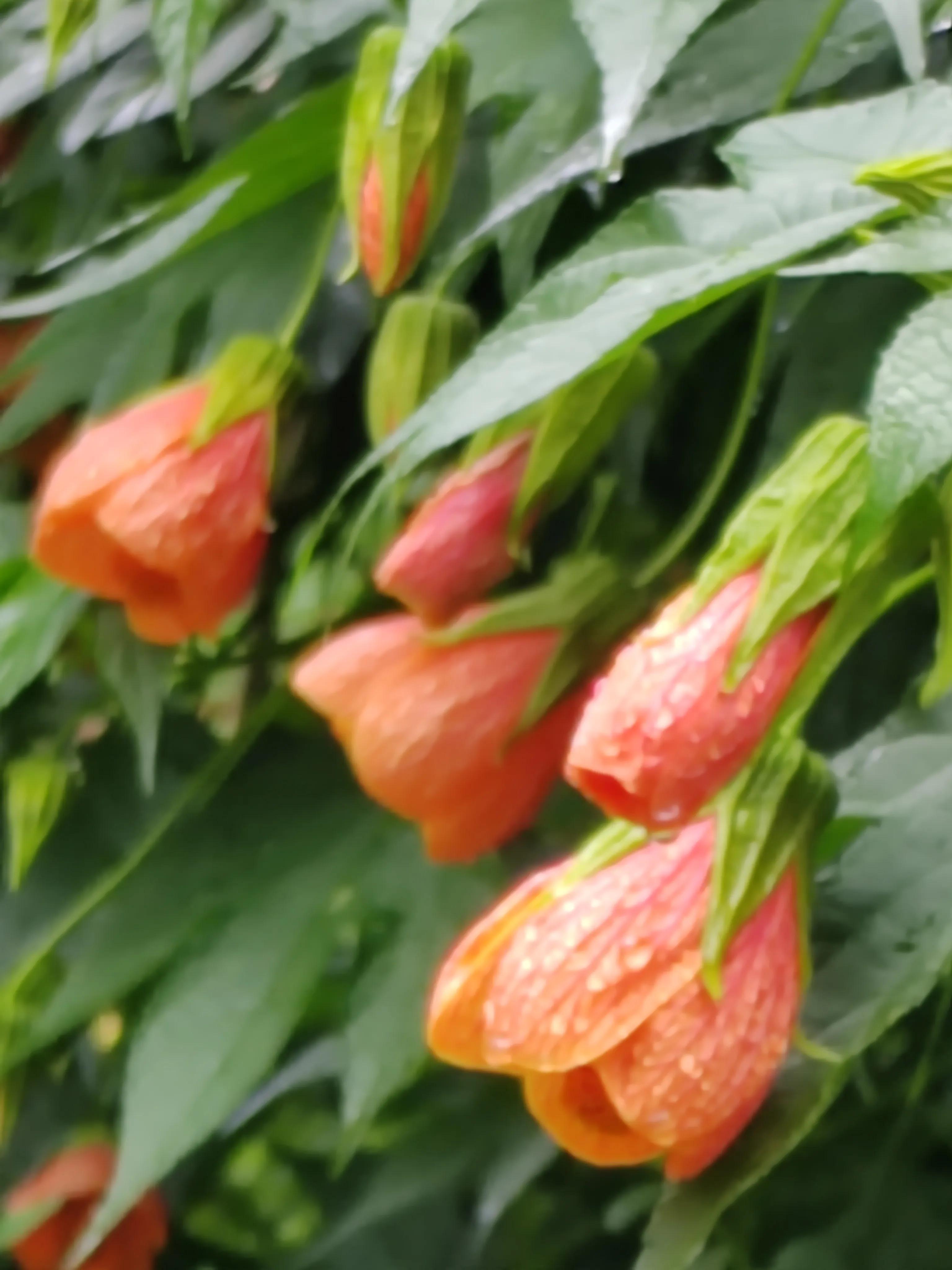 与春城昆明的再次邂逅，让这个盛夏有一抹清凉