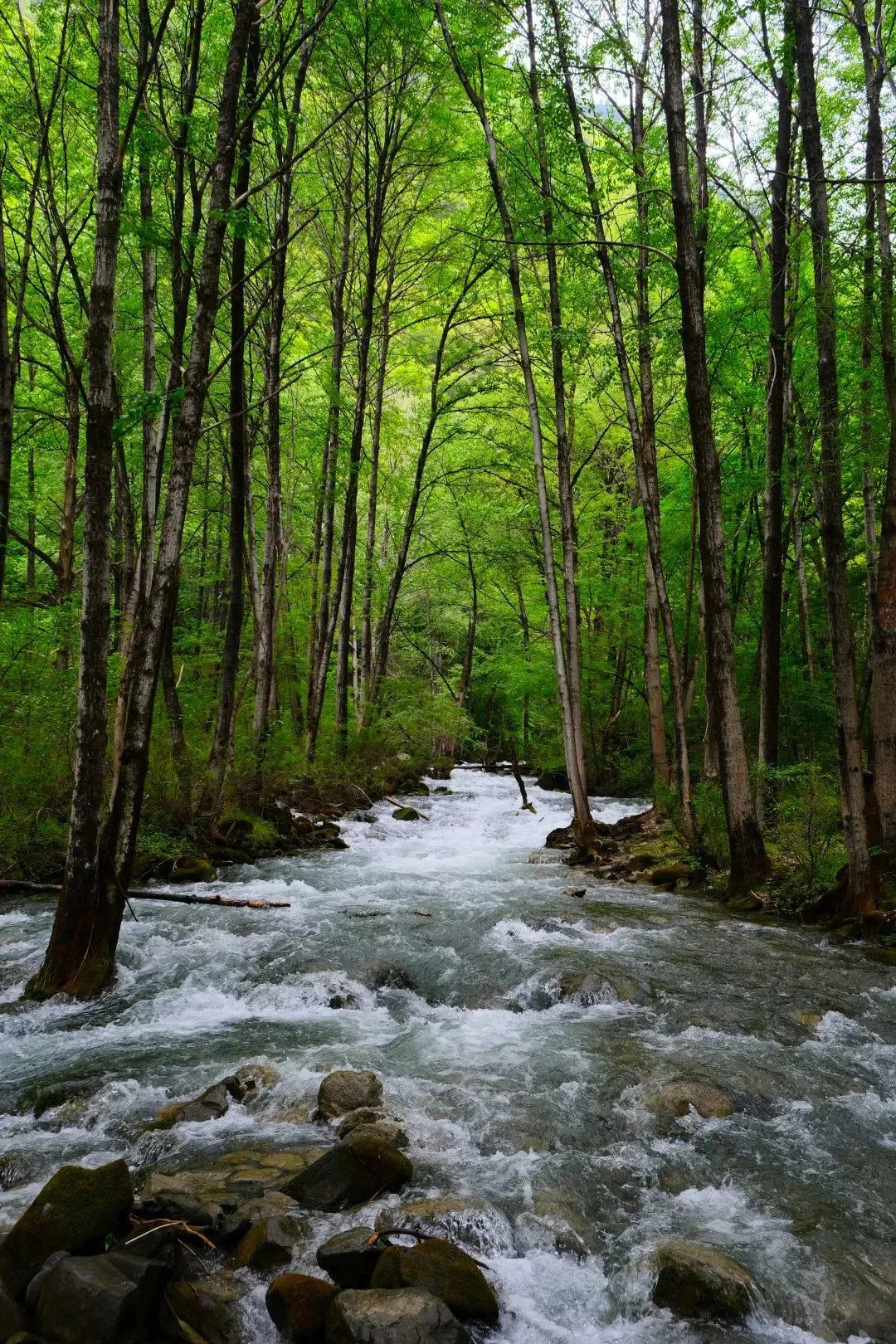 川西阿坝旅游详细攻略地图,川西阿坝旅游攻略三天