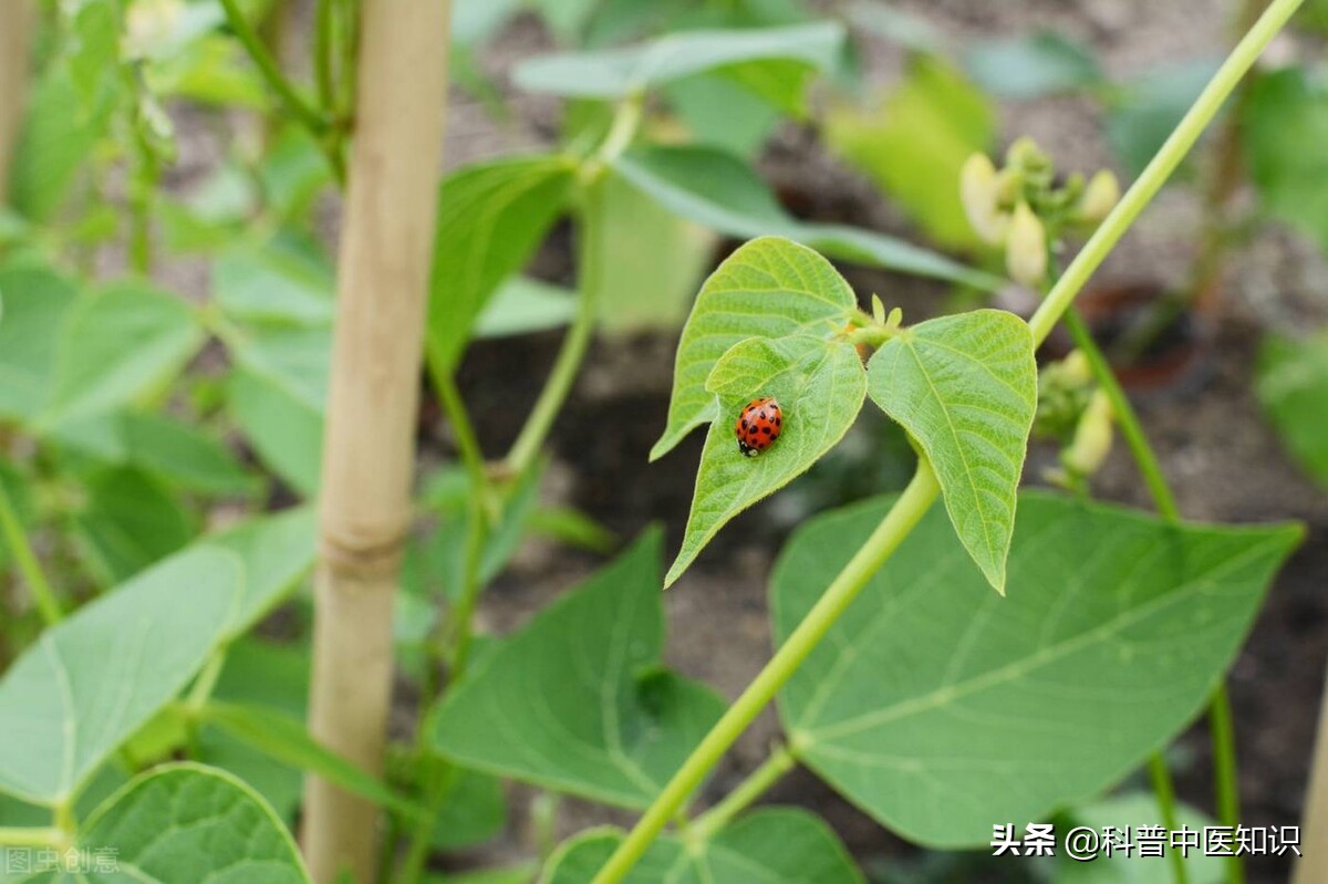 中国发现新冠治疗新药千金藤素,我国发现治疗新冠新药千金藤图片