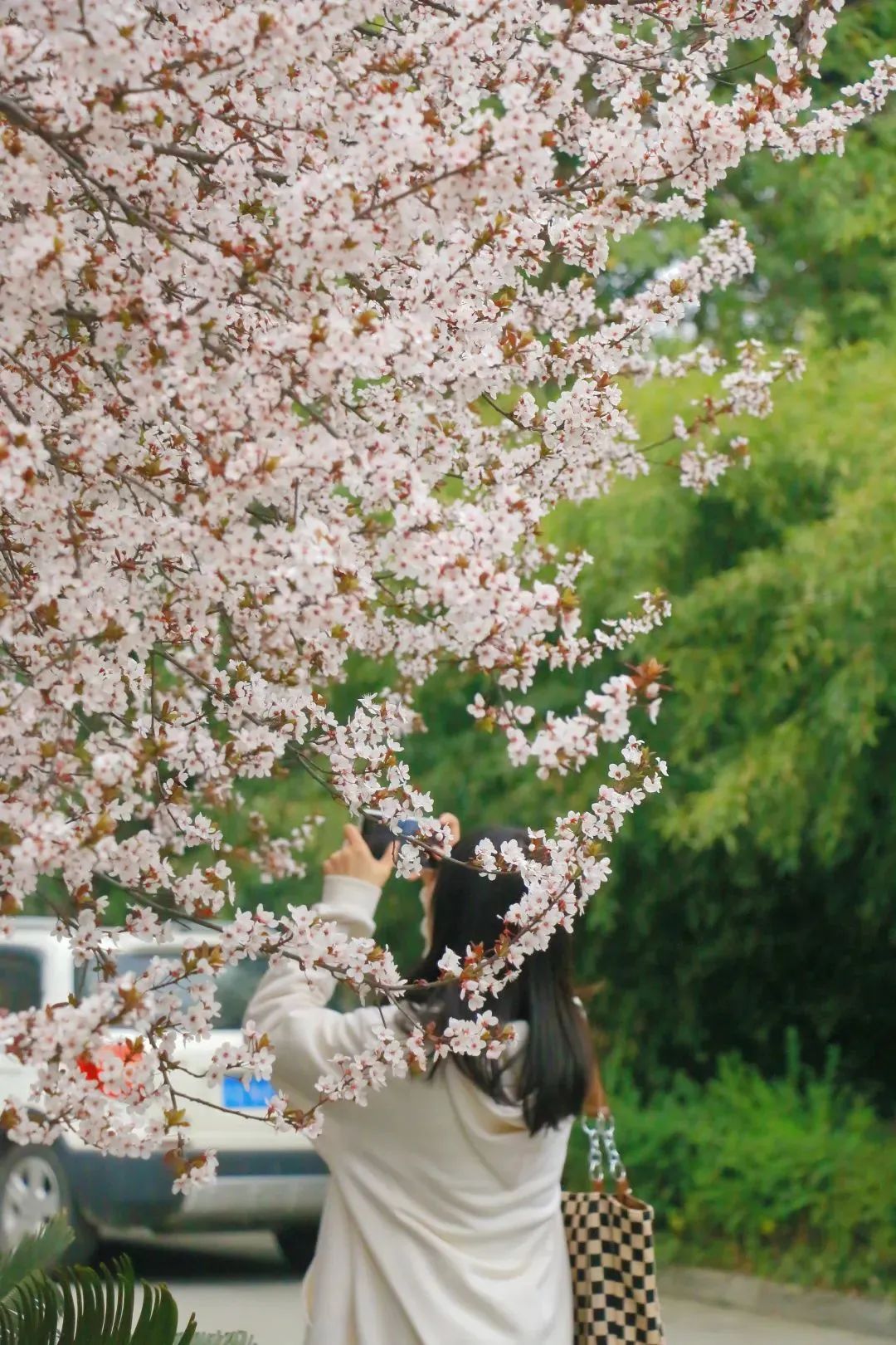 在成都读大学好就业吗,在成都读研究生是什么体验