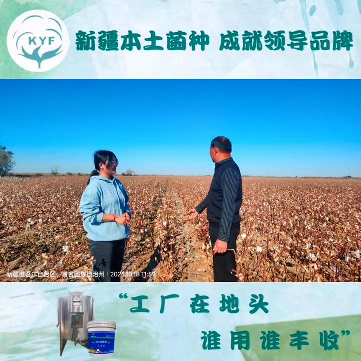 苗情不好的月季嫁接苗,苗情不好的月季小苗怎么种