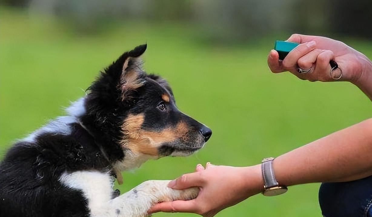 怎么选一条家狗,狗市选狗技巧