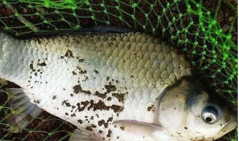 2020年禁养水产类名单,国家禁止放生的鱼类有哪些