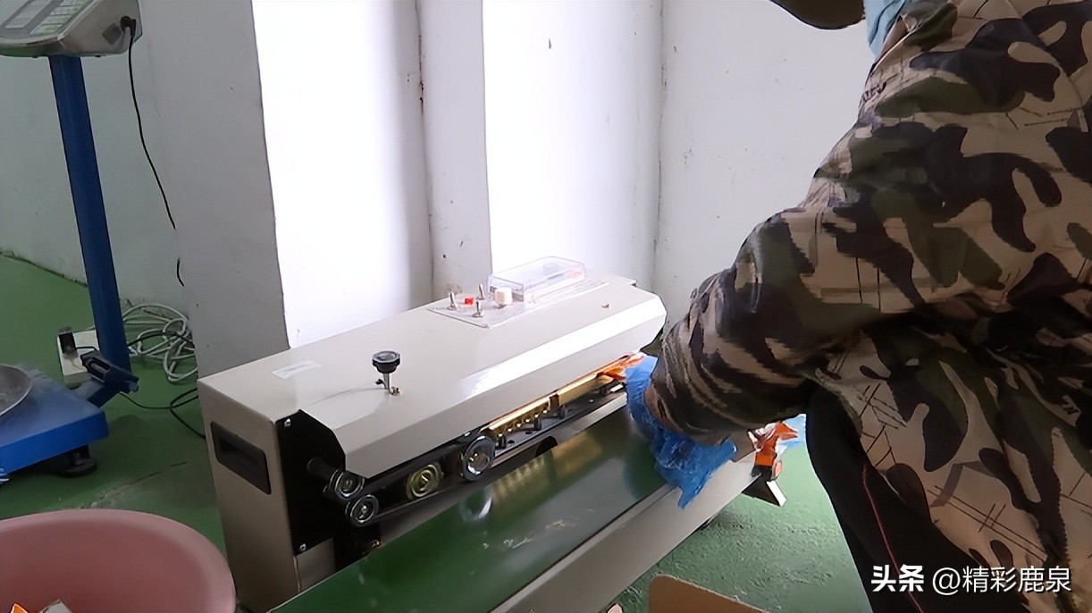 鹿泉：新型职业“新农民”，走出致富“新路子”