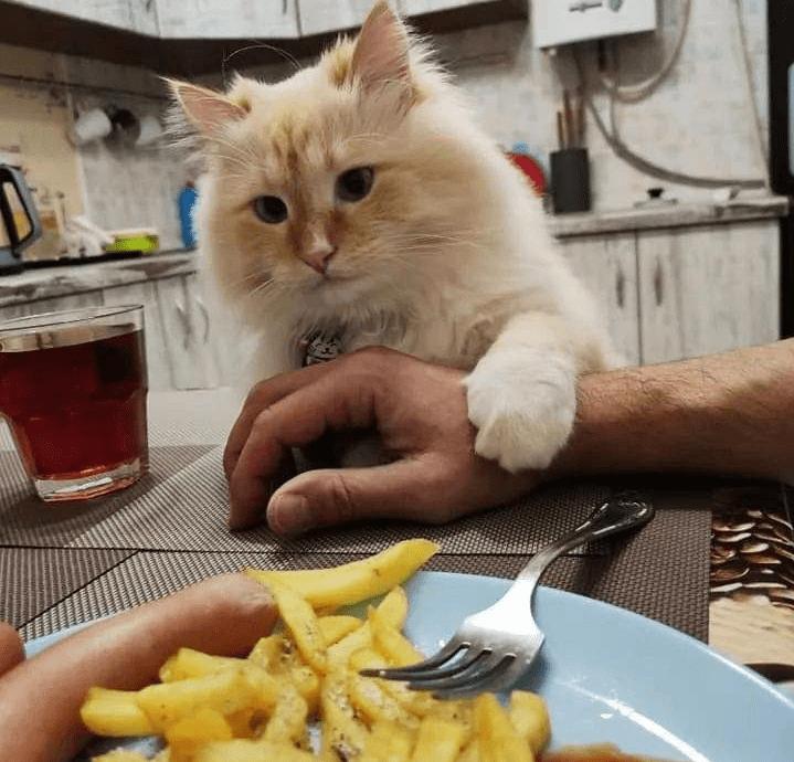 猫咪讨厌你的5个表现你中了几个,猫咪最讨厌的几种东西是什么呀