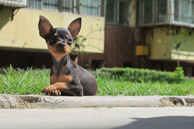 小鹿犬骨折了固定教程,小鹿犬骨折固定后怎么看护
