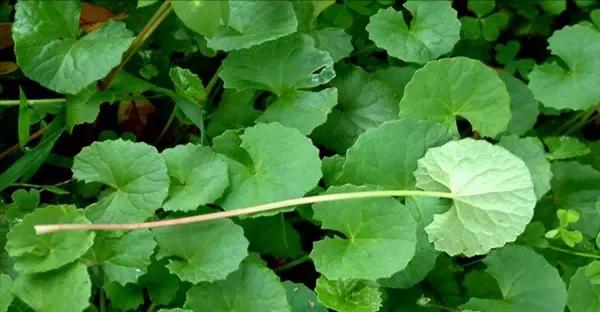 山货怎么赚钱,农村山货怎么赚钱