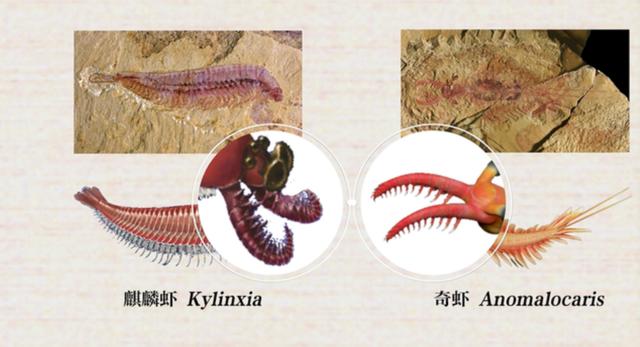 5亿多年前的“四不像”麒麟虾,为什么成为了进化论的又一实锤