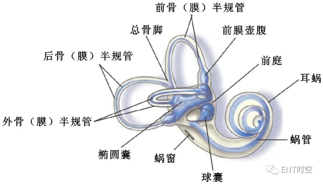 耳部解剖结构和生理功能,耳部解剖笔记