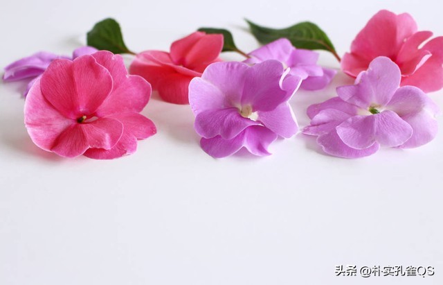 凤仙花种子,凤仙花怎么养