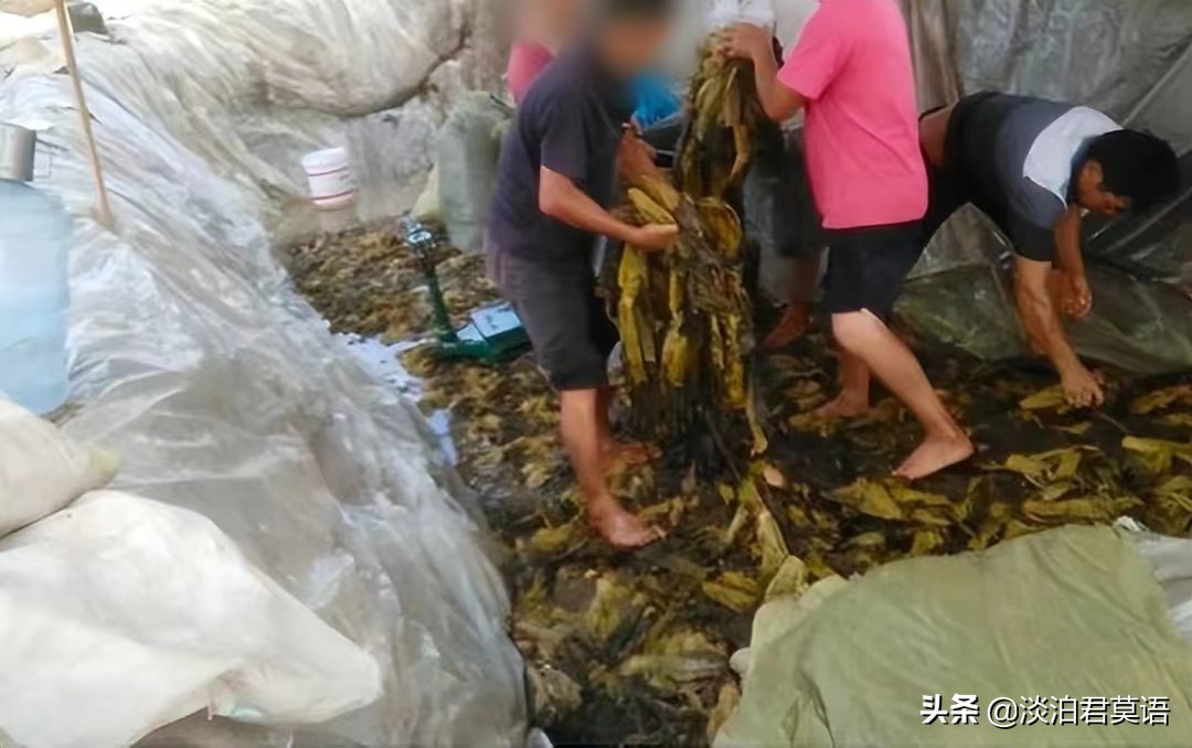 从酸菜事件看食品安全,酸菜事件谈食品安全问题