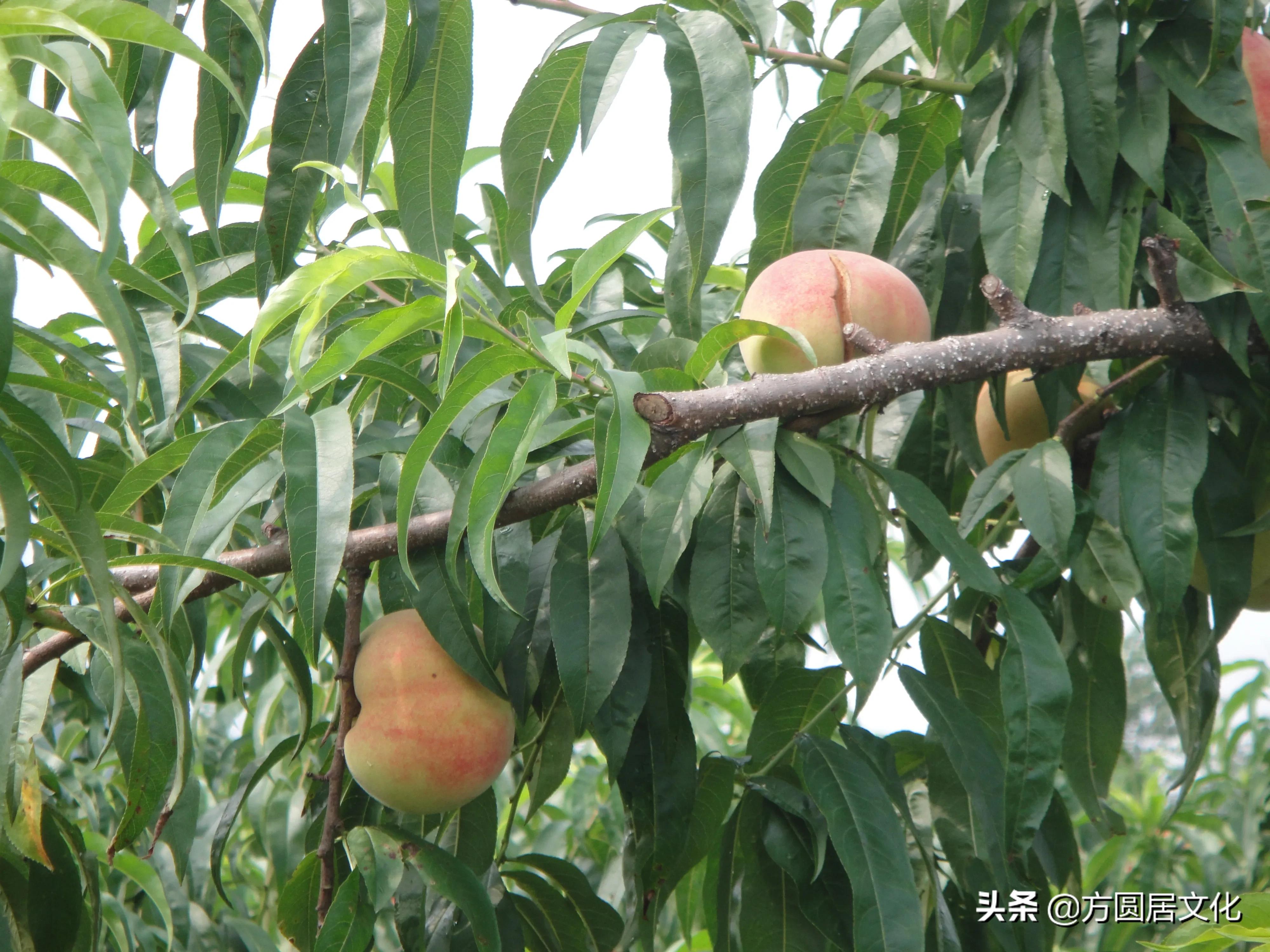 这些方言你真的能听懂吗,即墨方言怎么说的