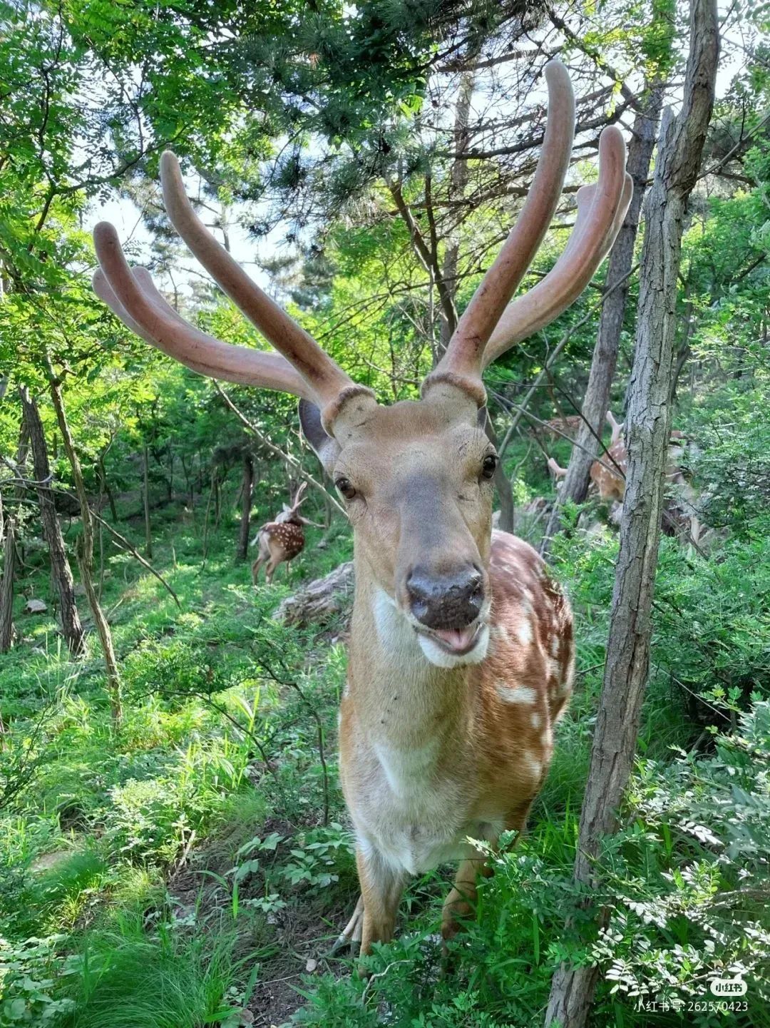 鲸鱼海豹,汉海鲸豚湾水世界能看到海豚吗
