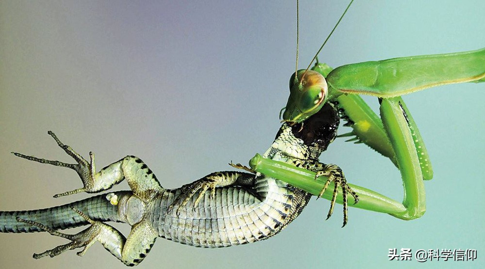 雌性昆虫靠什么来吸引雄性昆虫,雌性昆虫与雄性昆虫