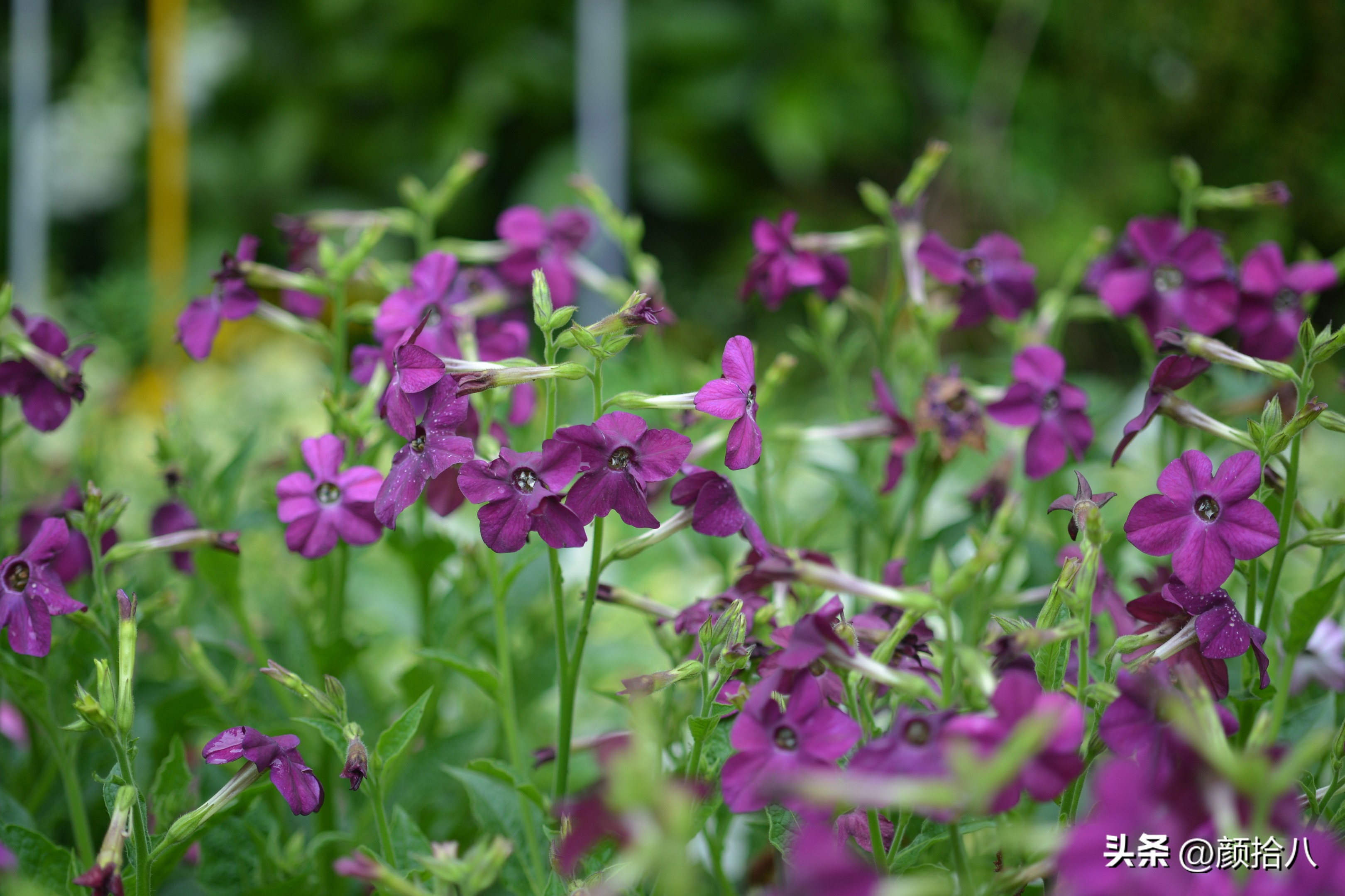 冬天开花的室外花卉盆栽,温室盆栽观花花卉植物