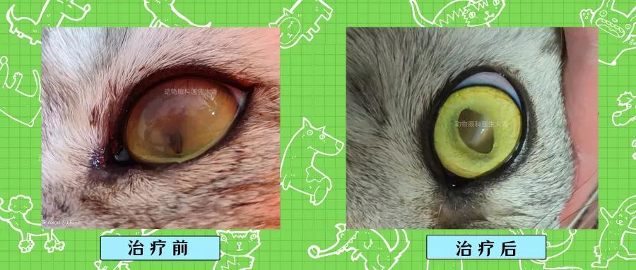 猫眼睛角膜坏死怎么办,猫眼角膜黑斑