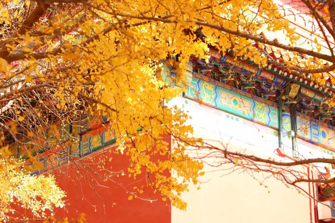 一入秋北京就变成了北平原文,一入秋北京就成了北平是谁说的