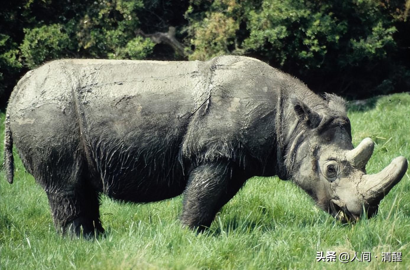 犀牛的最大的生活习性,犀牛栖息环境
