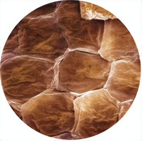 苏教版五年级科学刺激与反应ppt,2022苏教版五年级科学下册复习题