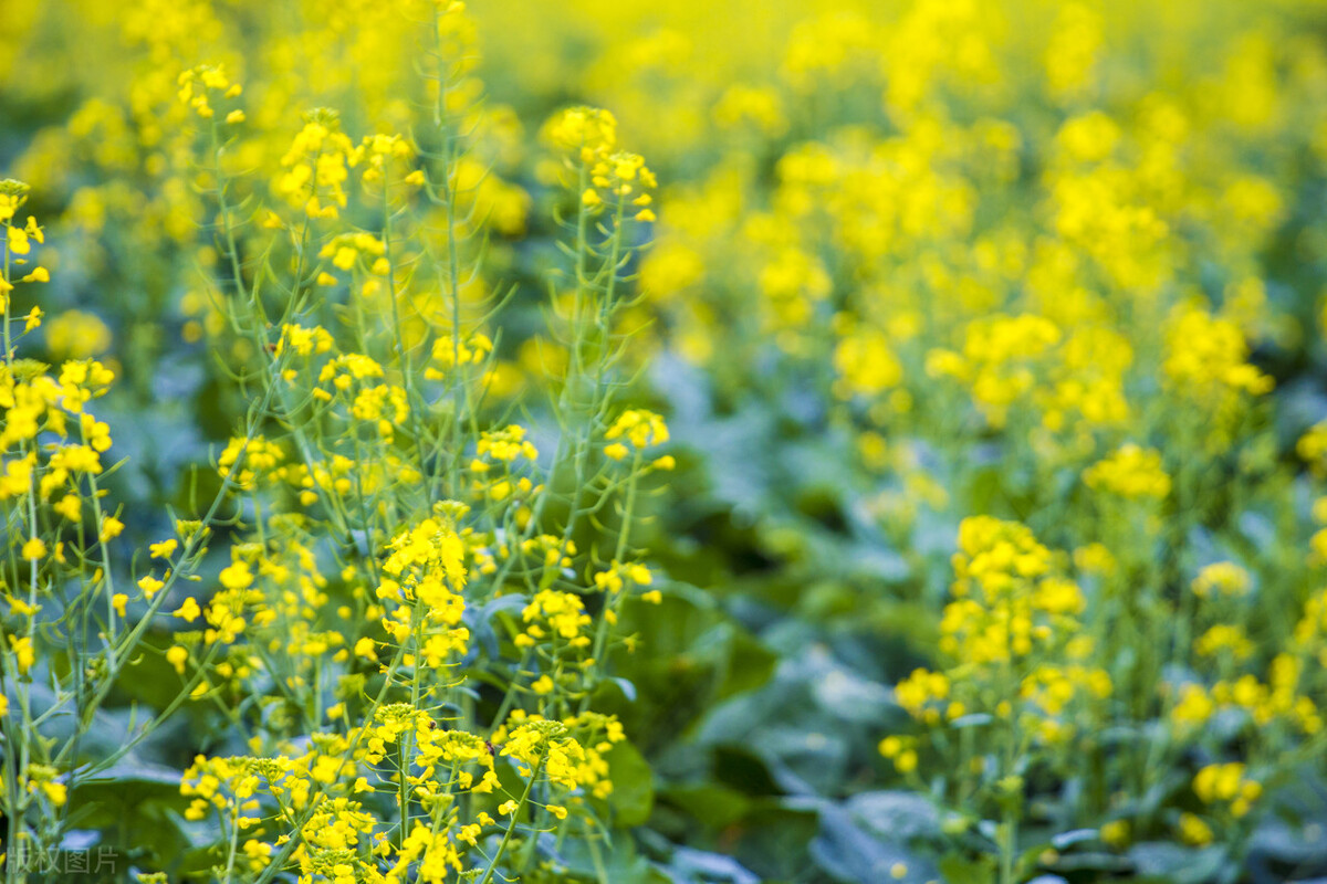 一首经典的写春天的古诗词,关于春天的古诗词有多少首