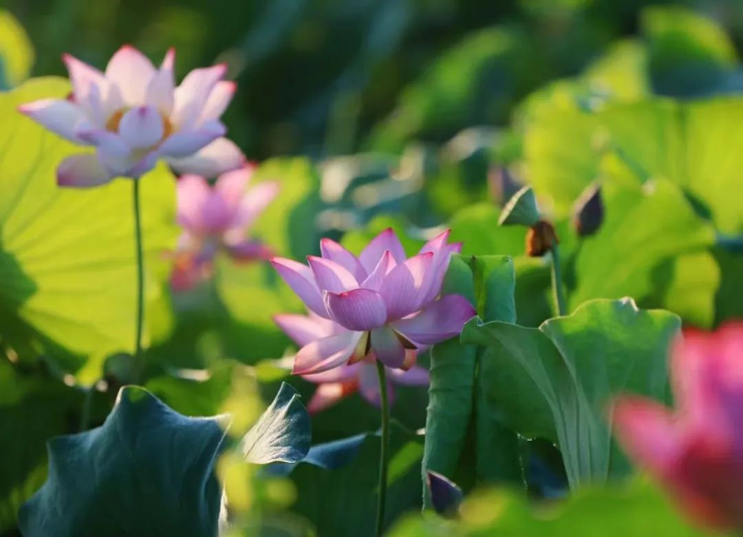 全球学子嘉游赣|上饶的第一波荷花开了，让我们一起步入飘满荷香的夏天！