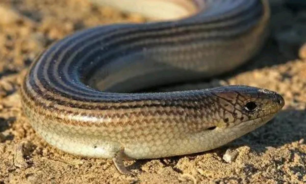 狗婆蛇是保护动物吗,农村最常见的几种蛇火蛇