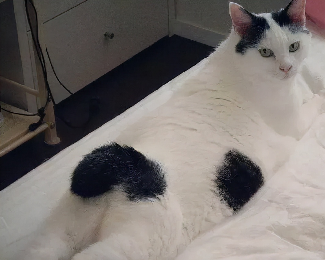 哪种猫招财好养活,哪种猫最招财又好养