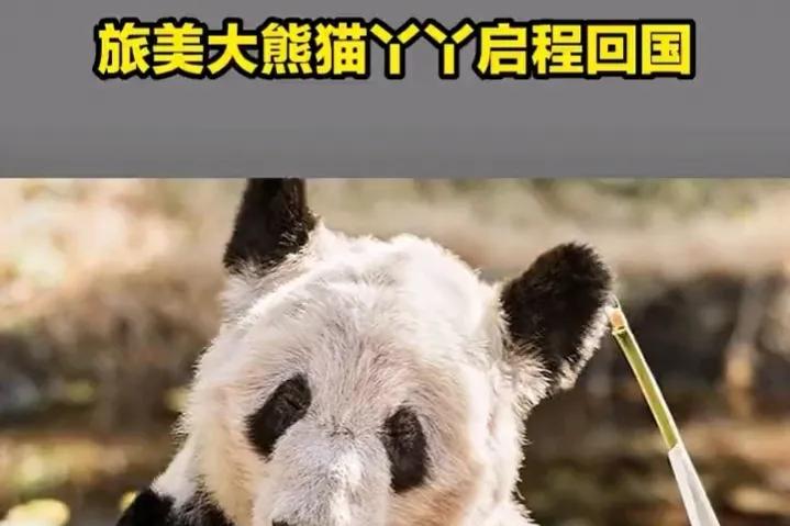 丫丫启程回国最新版本,丫丫启程回国时间