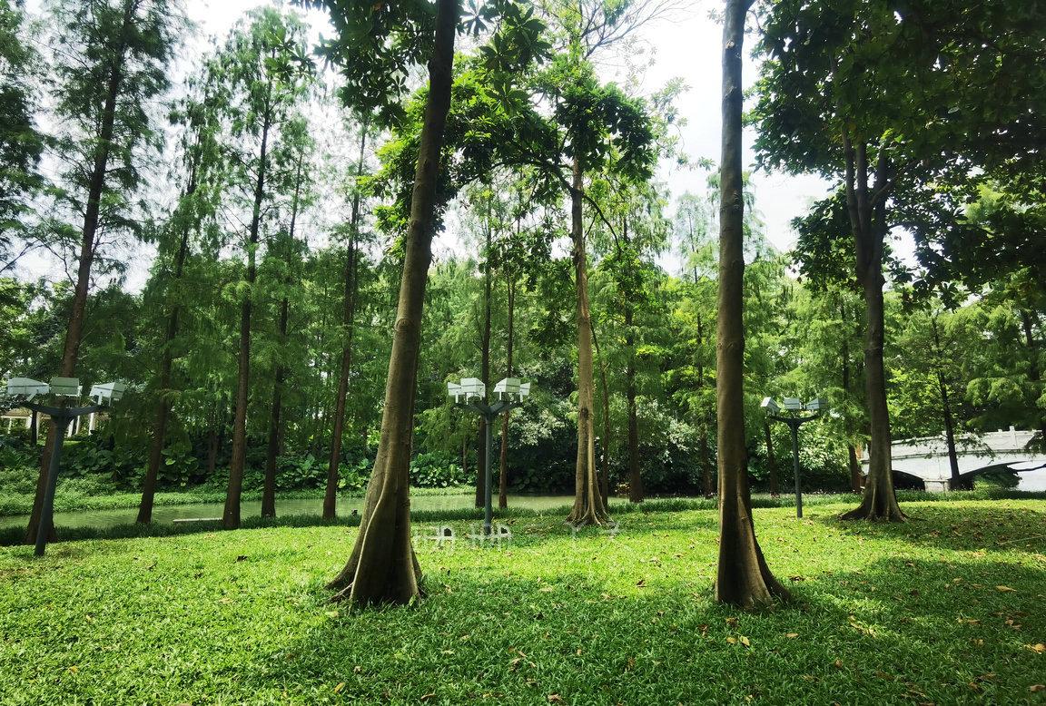 佛山最美荷花景区,佛山荷花世界游玩攻略