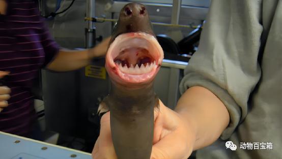 生吞大白鲨的虎鲸,大白鲨的力量有多强