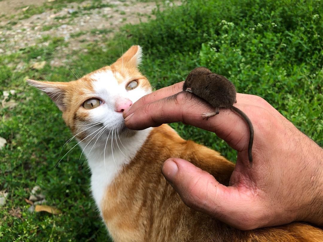 内蒙古出现“尖嘴鼠”，每分钟心脏能跳1200下，哺乳界的用毒高手