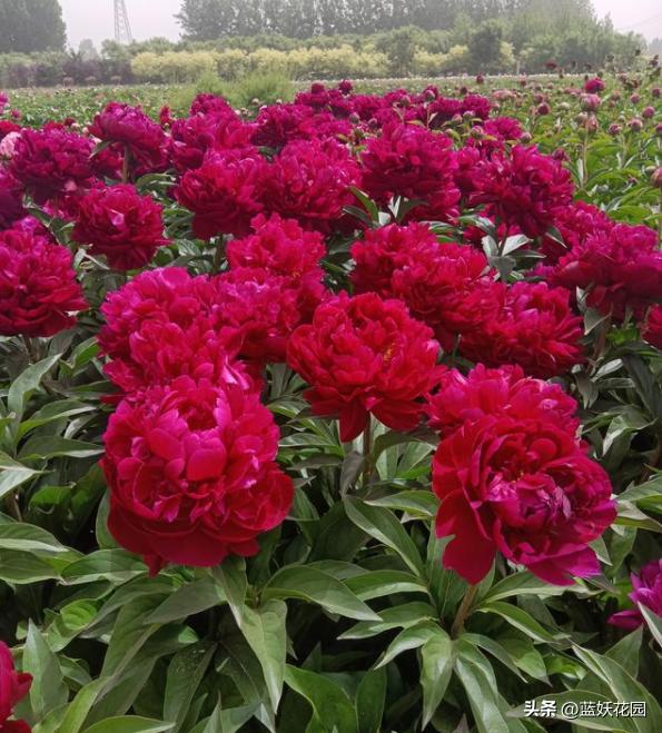 芍药花种植扦插方法,种芍药用什么土最好养活呢