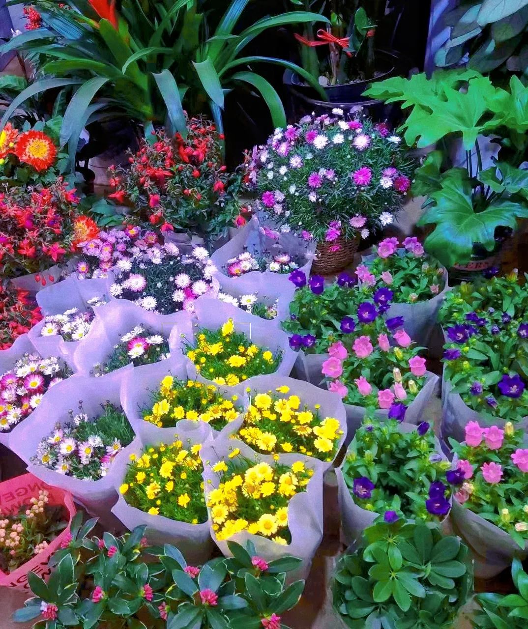 济南春天看花好去处,来济南买金子