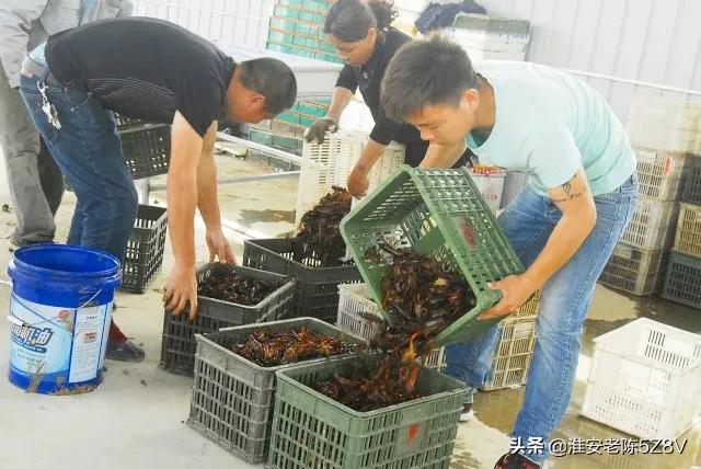 养殖小龙虾的误区你中招了吗,养殖小龙虾的基本知识