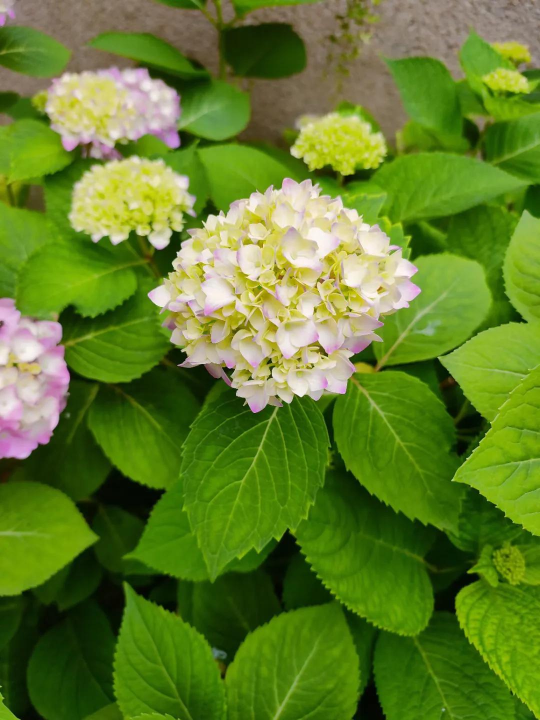 五菱缤果2024价格,五菱缤果落地价是多少