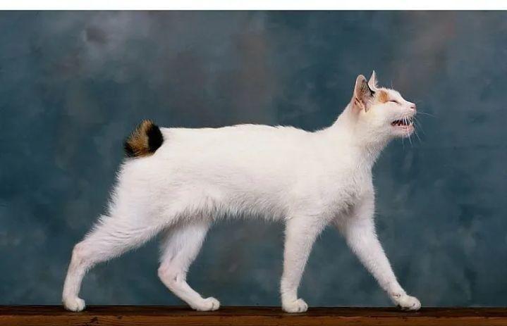 养得好的猫咪有什么特征,猫咪有几个优点