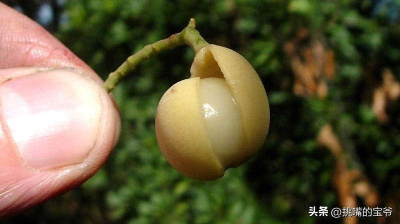 身处非洲，物种孤立进化的马达加斯加，各种奇瓜异果满岛飘香