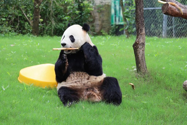大熊猫吃的竹子实际上是什么,大熊猫的食性和竹子有怎样的关联