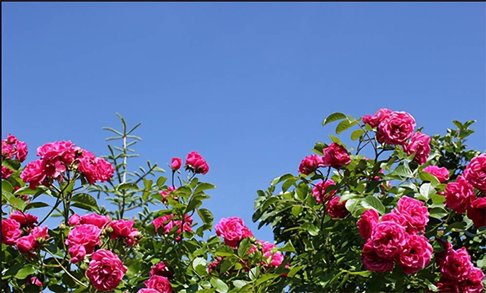 常觅春归不知处花田此地得逢君：栖云田园小镇·花间集