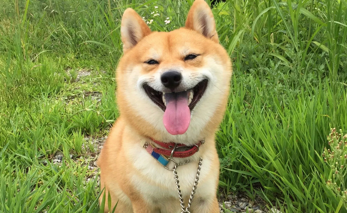 狗狗叫声的含义,狗狗的叫声像哭一样怎么回事