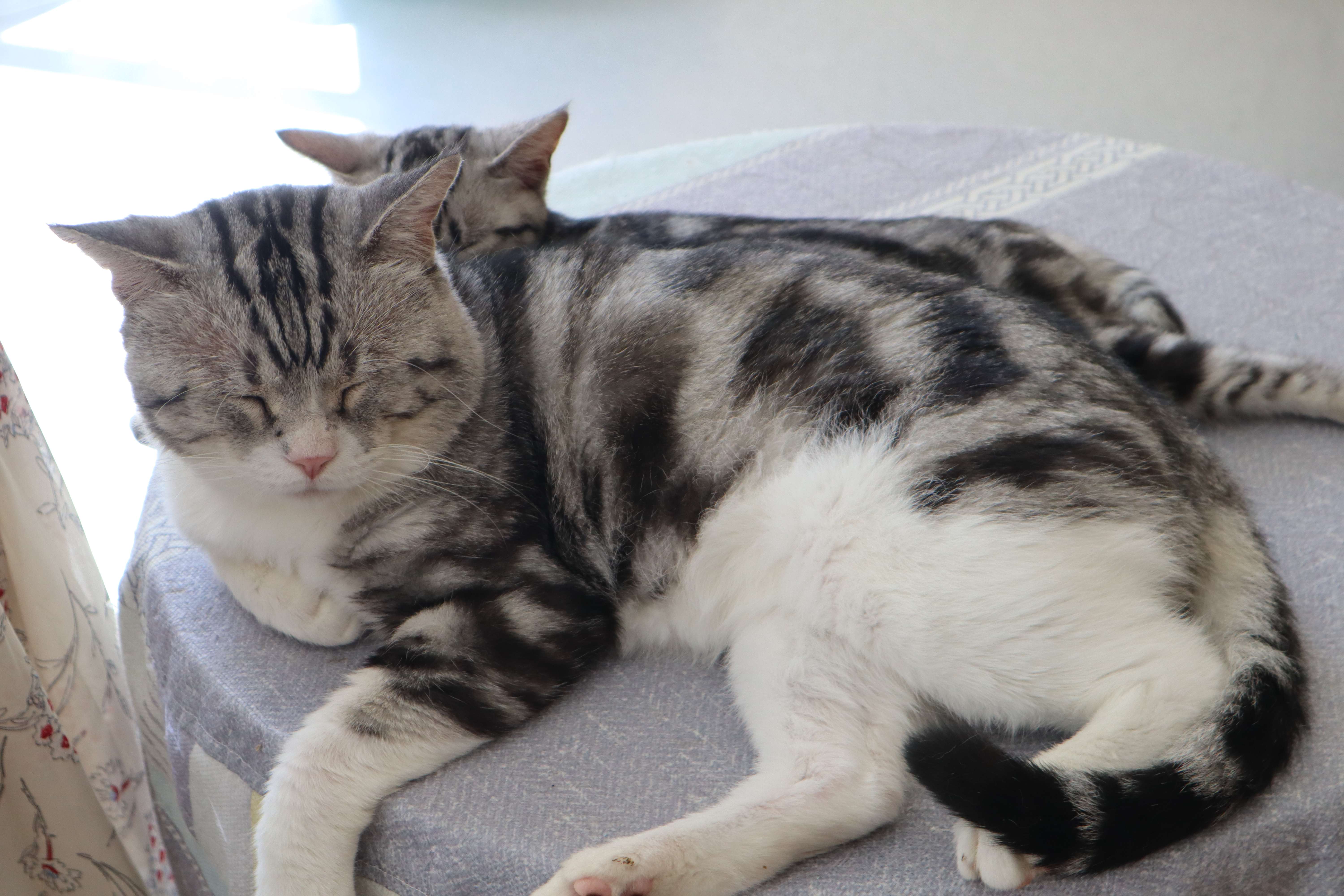 猫咪吃了老鼠以后总是睡觉,猫咪在家里总是换地方睡觉