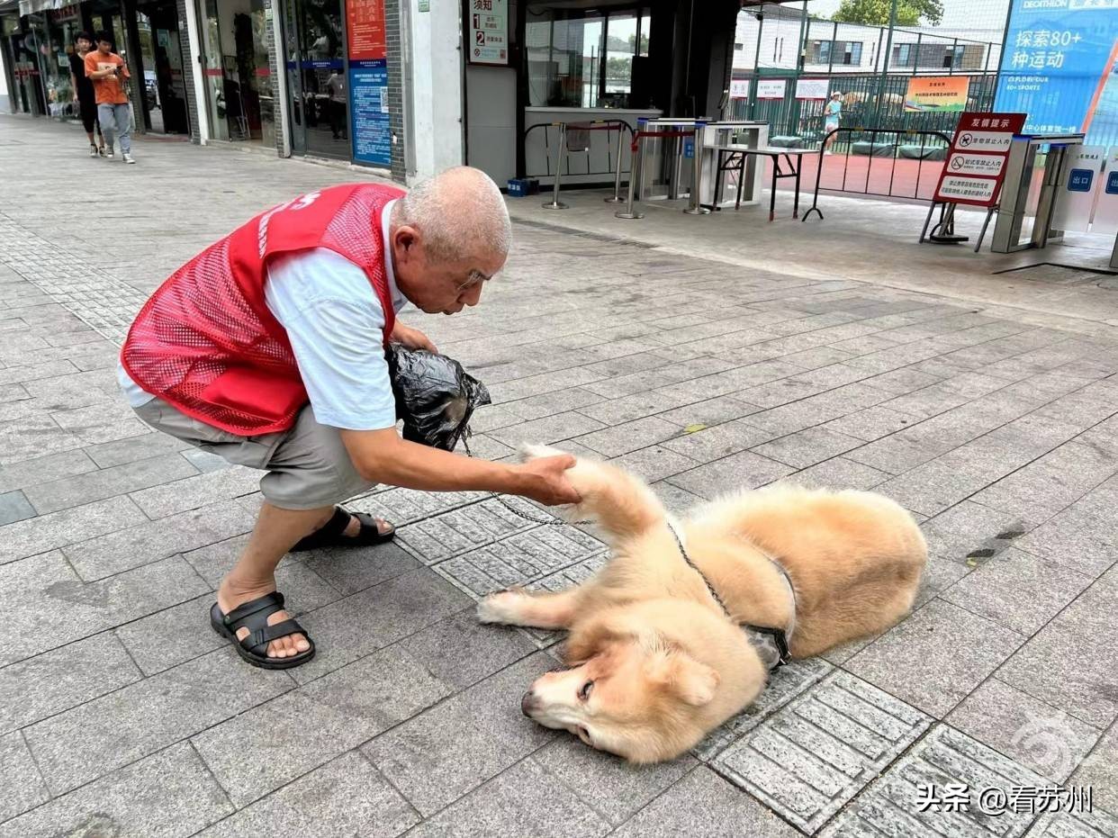 萌宠上阵！苏州五卅路这对文明搭档太“吸睛”