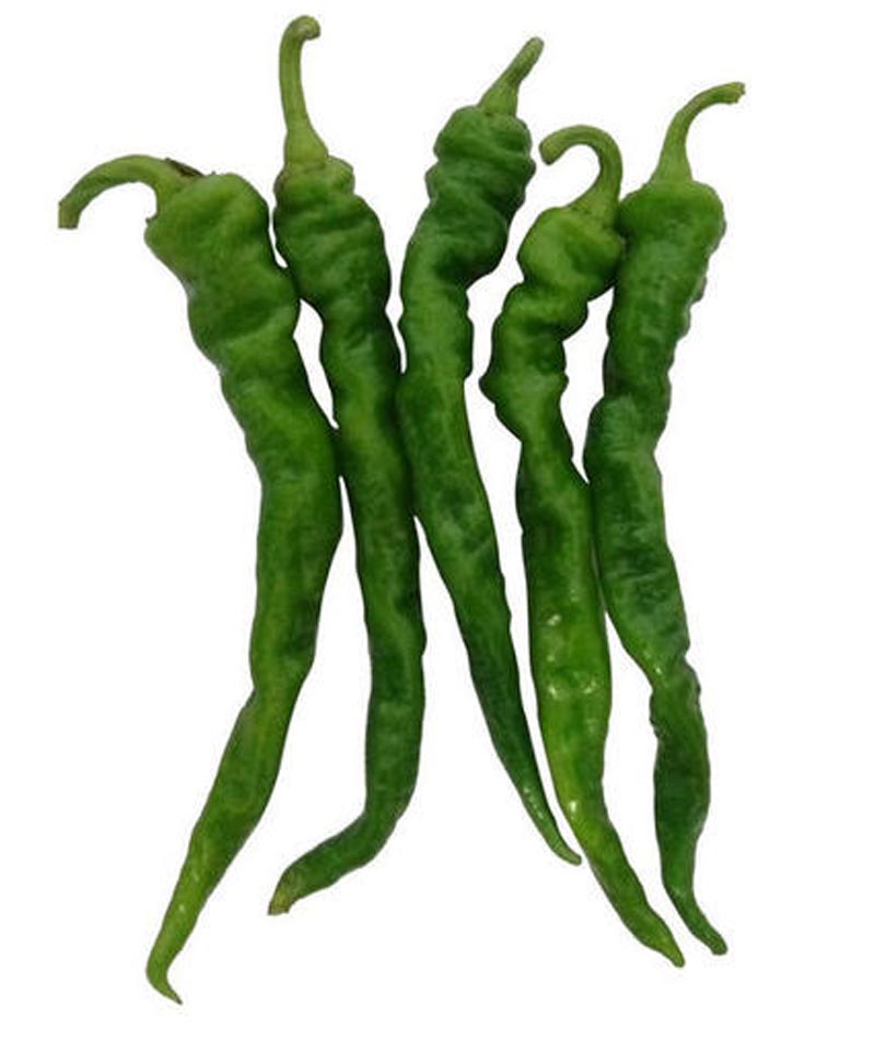 老品种非转基因辣椒种子,月丰朝天椒辣椒种子